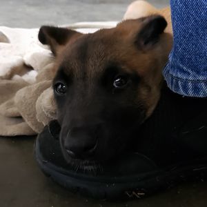 Meet your Posher, Steve